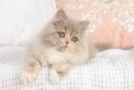 Lilac Persian Kittens - Lilac Persian Cats - Lilac ...