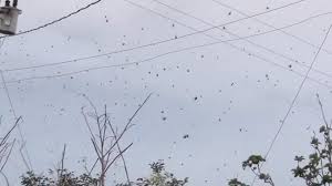 Erst war da die dürre, dann kamen die buschfeuer, dann die überflutungen. Gruselzeit In Australien Hier Regnet Es Spinnen Wetter De