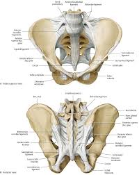 Uterus location and anatomical relations. Bones Ligaments Joints Atlas Of Anatomy