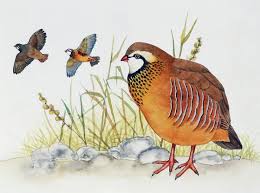 Image result for Alectoris rufa