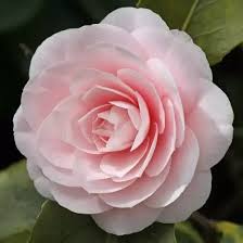 We did not find results for: Is There A Flower That Looks Like A Rose Or Can Be Easily Mistaken For A Rose But Does Not Have Thorns Quora