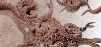 Rattlers (1976) - A Review - HaphazardStuff