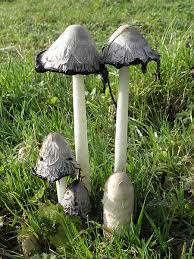 Image result for Coprinus comatus