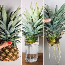 Osez Planter Ca Pousse Sur Instagram Bouturer Un Ananas Un Jeu D Enfant Apres Les Citrons Ou Nel 2020 Idee Giardino Orto Piante In Vaso Piantare Idee