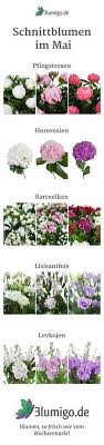 We did not find results for: Welche Blumen Gibt Es Im Mai Schnittblumen Saison Kalender Schnittblumen Blumen Geben Saison Blumen