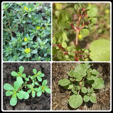 Image result for Trianthema