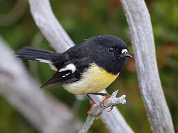 The american robin has a place in native american mythology. The Incredible Story Of The Black Robin Tough Little Birds
