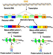 What Is Alternative Splicing And Why Is It Important Bitesize Bio Cell Biology Biochemistry Molecular Biology