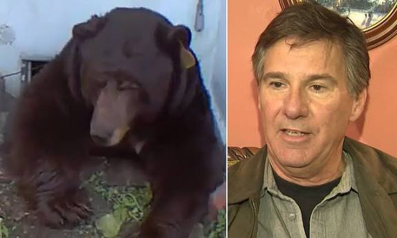 Homeowner forbidden from removing bear squatting at his house, sparking heated debate