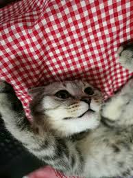 Tembel Kedi Kedi