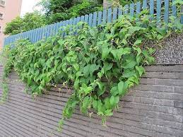 超愛藤蔓的居家 六種攀藤架 outdoor structures outdoor front door