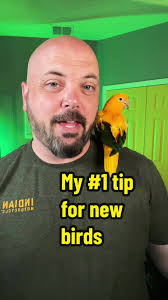 Parrot Training Tips
