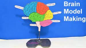 Brain Model Making For Science Fair Project | Diy At Home Easily Using  Waste Materials | Craftpiller - Youtube