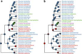 Image result for Ellipanthus