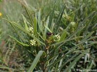 Image result for Pavetta barbertonensis