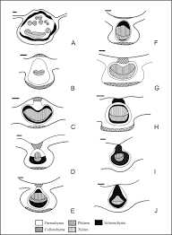 Image result for Pavetta gracillima