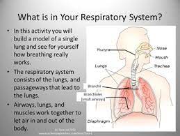 Respiratory System Lab Activity By Science In The City Tpt
