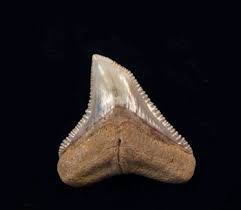 Shark teeth are preserved if the tooth is buried, which prevents decomposition by oxygen and bacteria. Bull Shark Teeth For Sale Buried Treasure Fossils