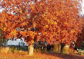 Plant coral bark maple where you can see it in winter. Best Maple Trees For Fall Color Plantingtree