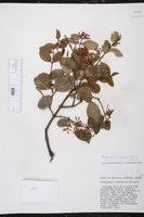 Image result for Acokanthera schimperi