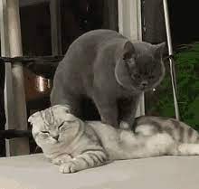 Cat Massage Gifs Tenor