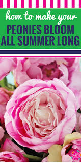 We did not find results for: How To Make Your Peonies Bloom All Summer