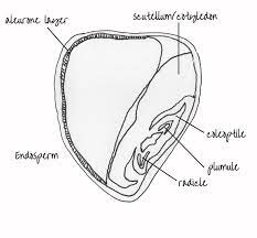 R2101 Exam Question Seed Structure And Germination Seed Structure Seeds Germination