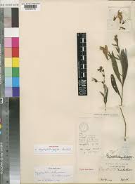 Image result for Hygrophila didynama