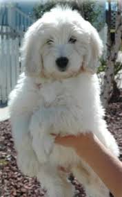 Black And White Havanese Puppy Names White Dog Names 60 Best Names For Fluffy Dogs Fluffy Dogs Puppies Dogs