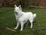 King Long Haired German Shepherd
