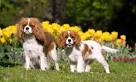 Cavalier King Charles Spaniels - Do They Shed? | I-Love ...