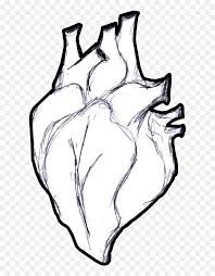 We did not find results for: Real At Getdrawings Com Heart Anatomical Png Sketch Transparent Png Vhv