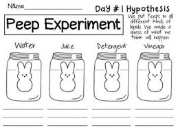 Peep Experiment Kindergarten Science Preschool Science Peeps Science Experiment