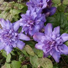 Клематис вивьен пеннелл (vyvyan pennell). Clematis Vyvyan Pennell