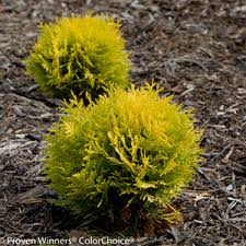 It grows with a … Acorn Farms Search Nursery Bulk Wholesale Trees Shrubs Perennials Roses Annuals For Green Industry