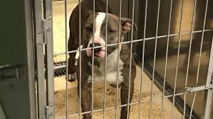 See reviews, photos, directions, phone numbers and more for the best animal shelters in saginaw, mi. Animal Control Still Working To Find Owner Of Dogs Who Attacked 3 People In Saginaw County Weyi