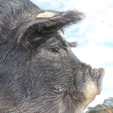 In various forms, the name dates back to the 12th century. Kune Kune Pigs Homestead Forum At Permies