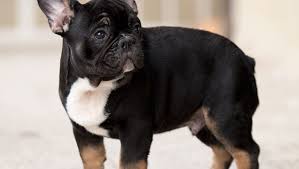 How to clean out a french bulldog's tail pocket to reduce itchiness and discomfort. French Bulldog Tail Pocket Infection How To Heal It French Bulldog Breed