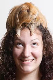 Big day for guinea pigs