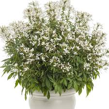 Image result for Cleome elegantissima