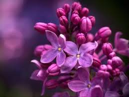 All of the flowers wallpapers bellow have a minimum hd resolution (or 1920x1080 for the tech guys) and are easily downloadable by clicking the image and saving it. Flowers Wallpapers Hd Flowers 4k 8k Wallpapers