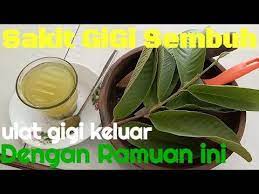  Sakit Gigi Sembuh Ulat Gigi Keluar Dengan Kumuran Air Ramuan Herbal Youtube