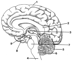 Pin On Anatomy Nervous System
