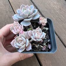 Image result for Senecio subsessilis