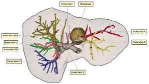 Skin is the largest organ, whereas liver is the largest internal organ and the largest gland in the human body. Virtual 3d Model Of A Liver Surface With Annotation Labels For Medical Download Scientific Diagram