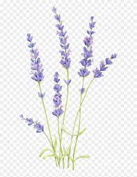 Drawing a lavender is nothing difficult. English Watercolor Painting Flowers Draw Lavender Clipart 5694479 Pikpng