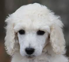 Subscribe to get news on new upcoming litters! 003 Phoenix S White Yellow Polish Female Standard Poodle Puppy For Adoption Poodle Puppy Poodle Puppies For Sale Poodle