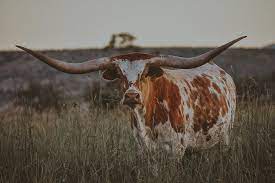 The best selection of royalty free longhorn cow vector art, graphics and stock illustrations. Texas Longhorn Cow Photograph By Riley Bradford