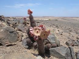 Image result for Hoodia currorii