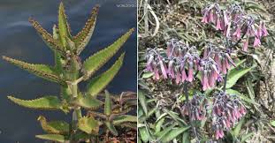 Image result for Kalanchoe dyeri